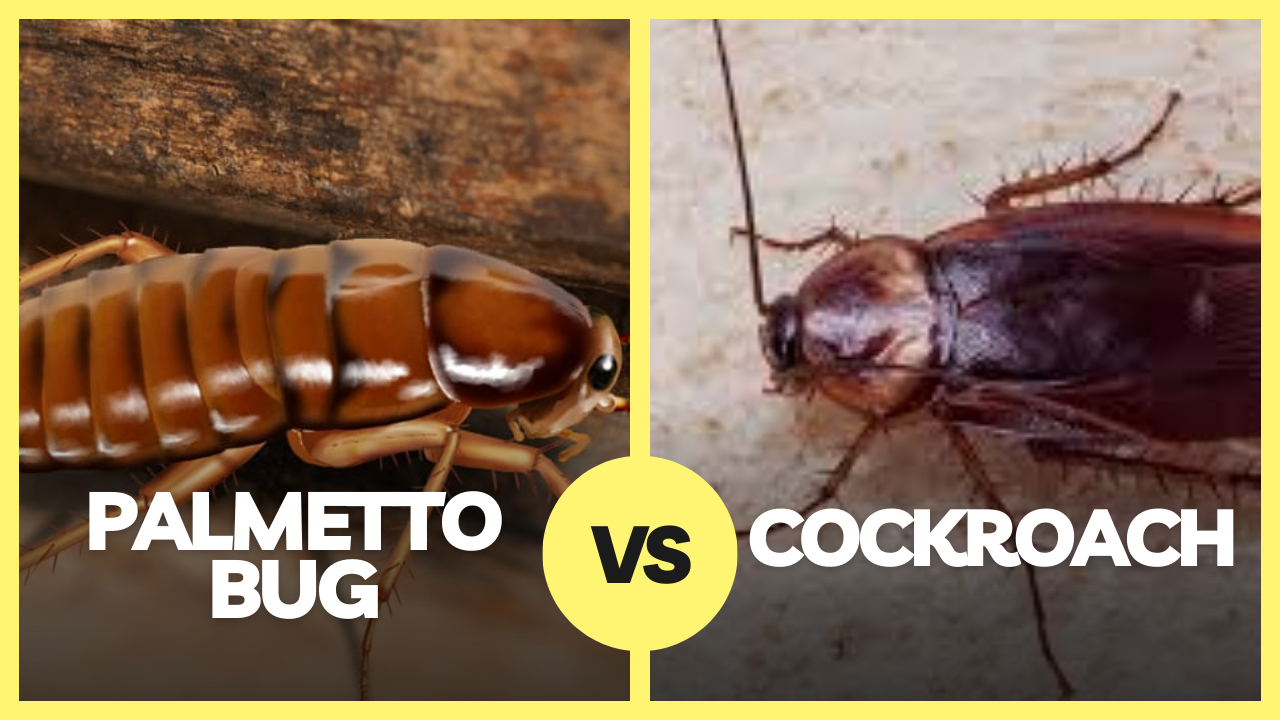 How To Get Rid Of Palmetto Bugs Excellent Tips The Cockroach Guide