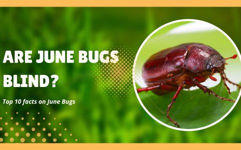 Are june bugs blind?