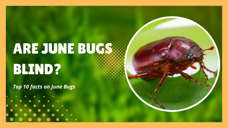 Are june bugs blind?