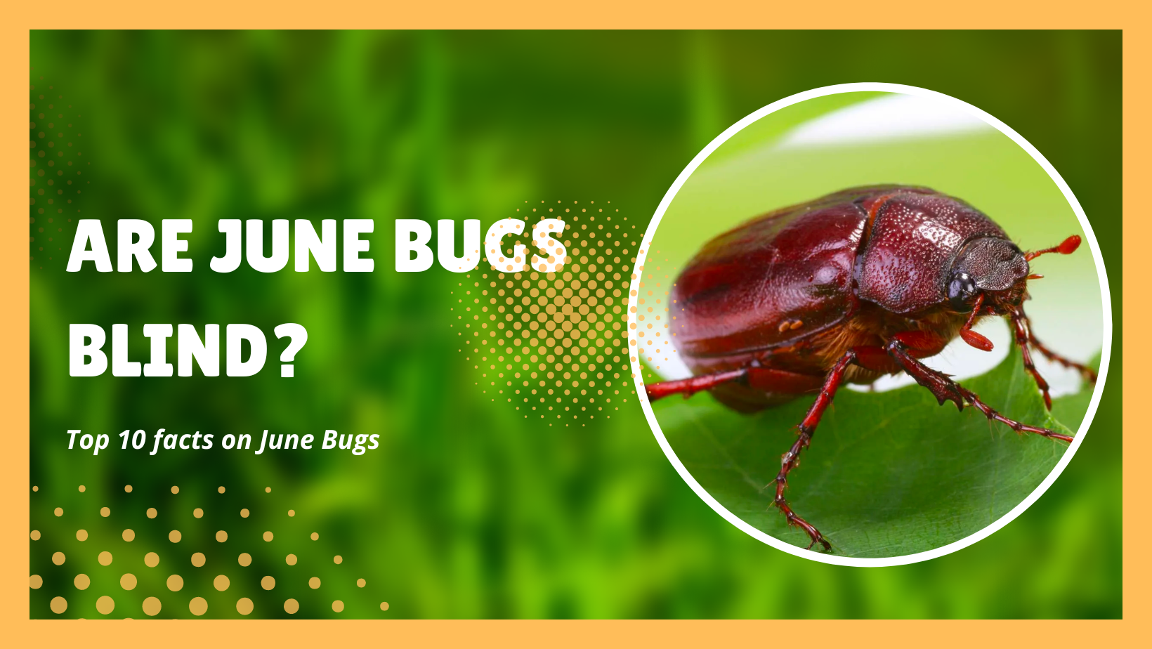 Are June Bugs Blind? Top 10 Amazing Facts About June Bugs The