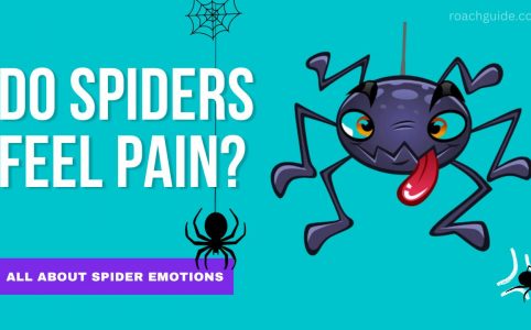 Do spiders feel pain?
