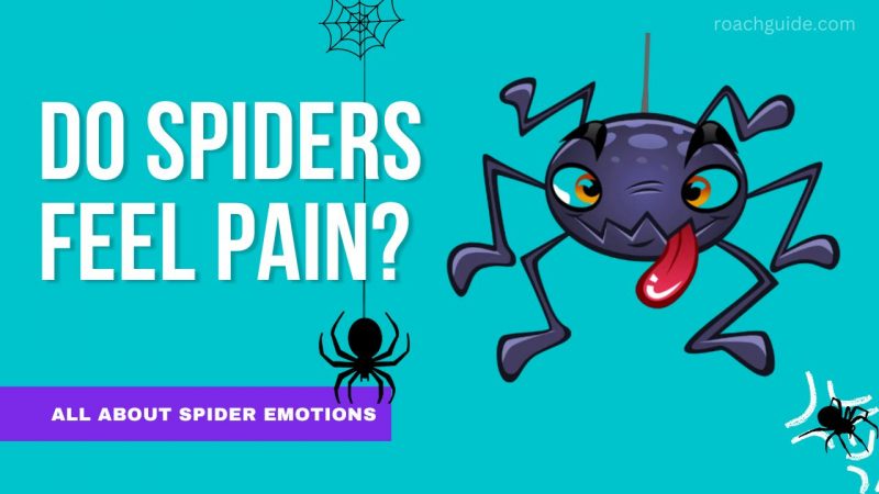 Do spiders feel pain?