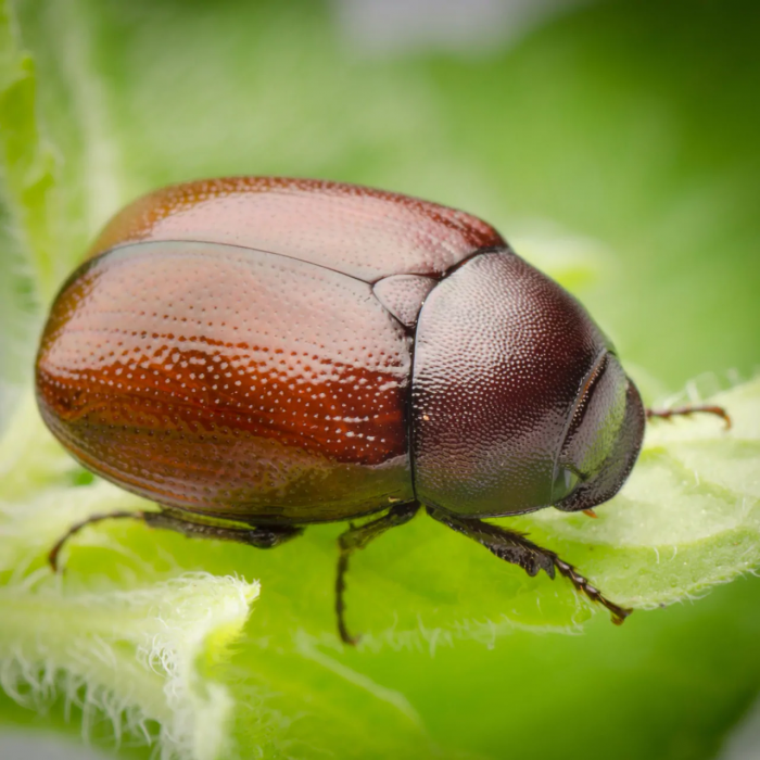 Are June Bugs Blind? Top 10 Amazing Facts About June Bugs The