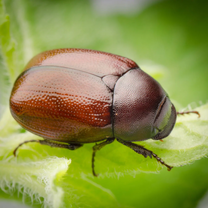 
Are June Bugs Blind?