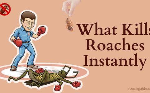 What Kills Roaches Instantly