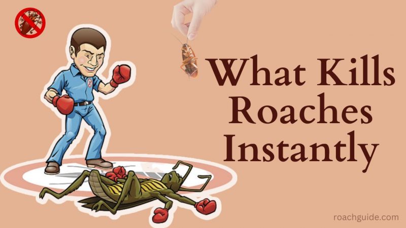 What Kills Roaches Instantly