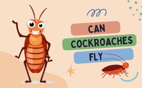 Can Cockroaches Fly