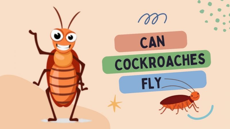 Can Cockroaches Fly