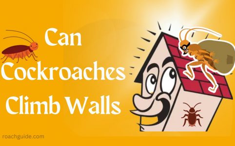 Can cockroaches climb walls