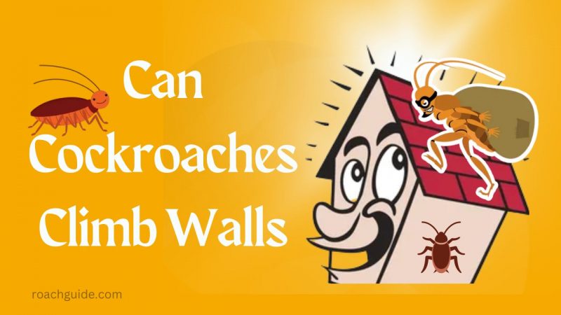Can cockroaches climb walls