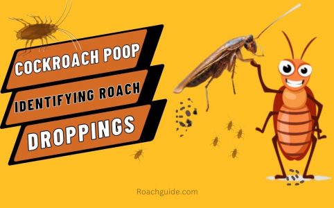 Cockroach poop