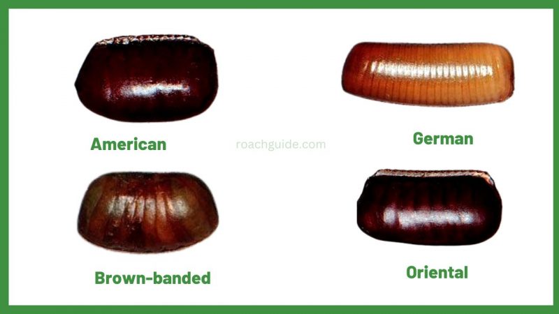 Exclusive Guide on Roach Eggs: What Do Roach Eggs Look Like? - The ...