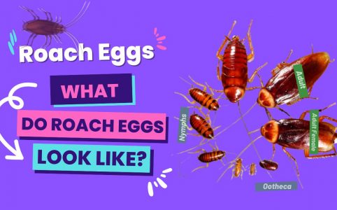 Roach Eggs