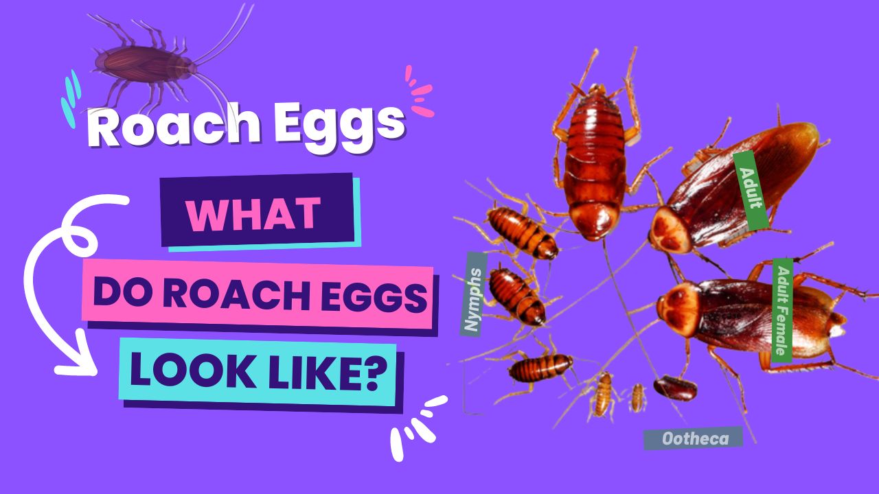Exclusive Guide On Roach Eggs What Do Roach Eggs Look Like The Cockroach Guide
