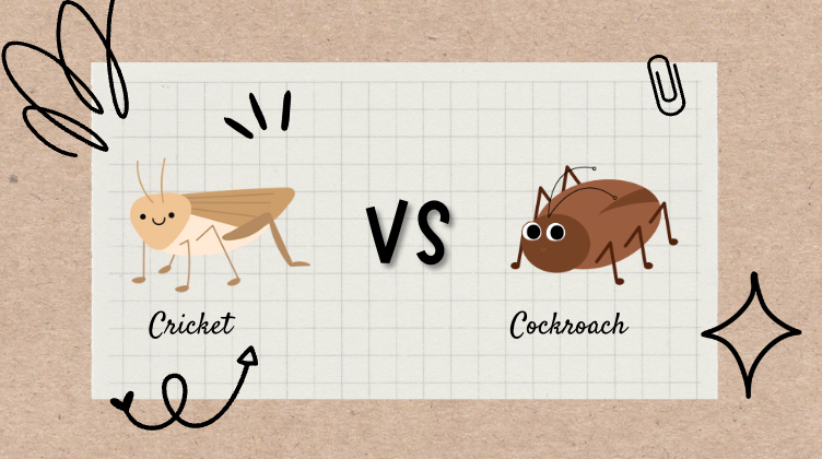 Crickets Vs Cockroaches