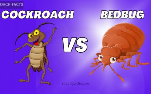 Cockroach VS Bedbug