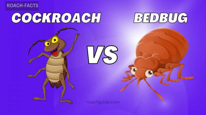 Cockroach VS Bedbug