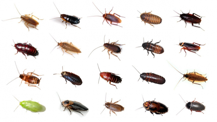 Types Of Roaches