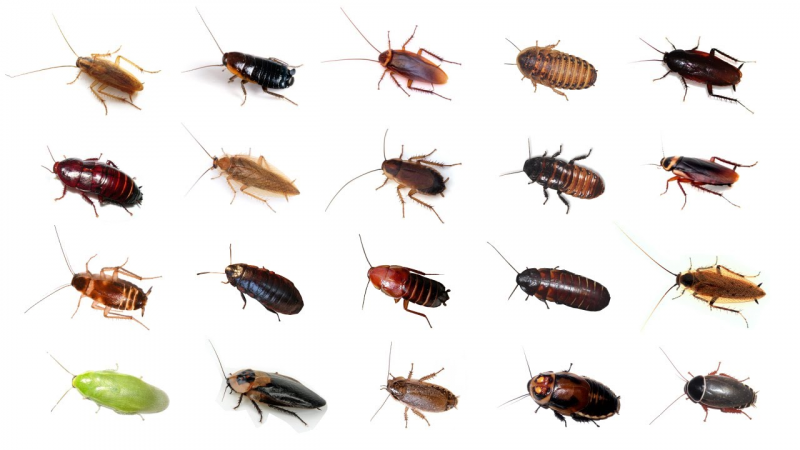 3-types-of-roaches-with-best-pictures-the-cockroach-guide