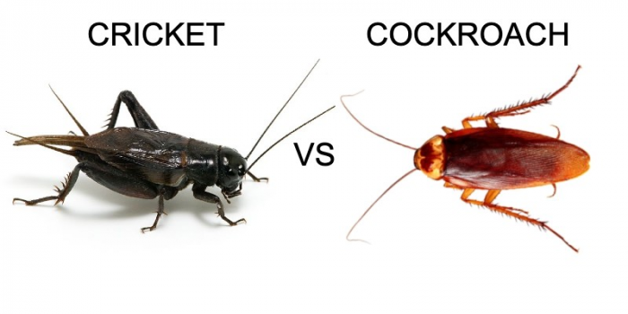 Crickets Vs Cockroaches