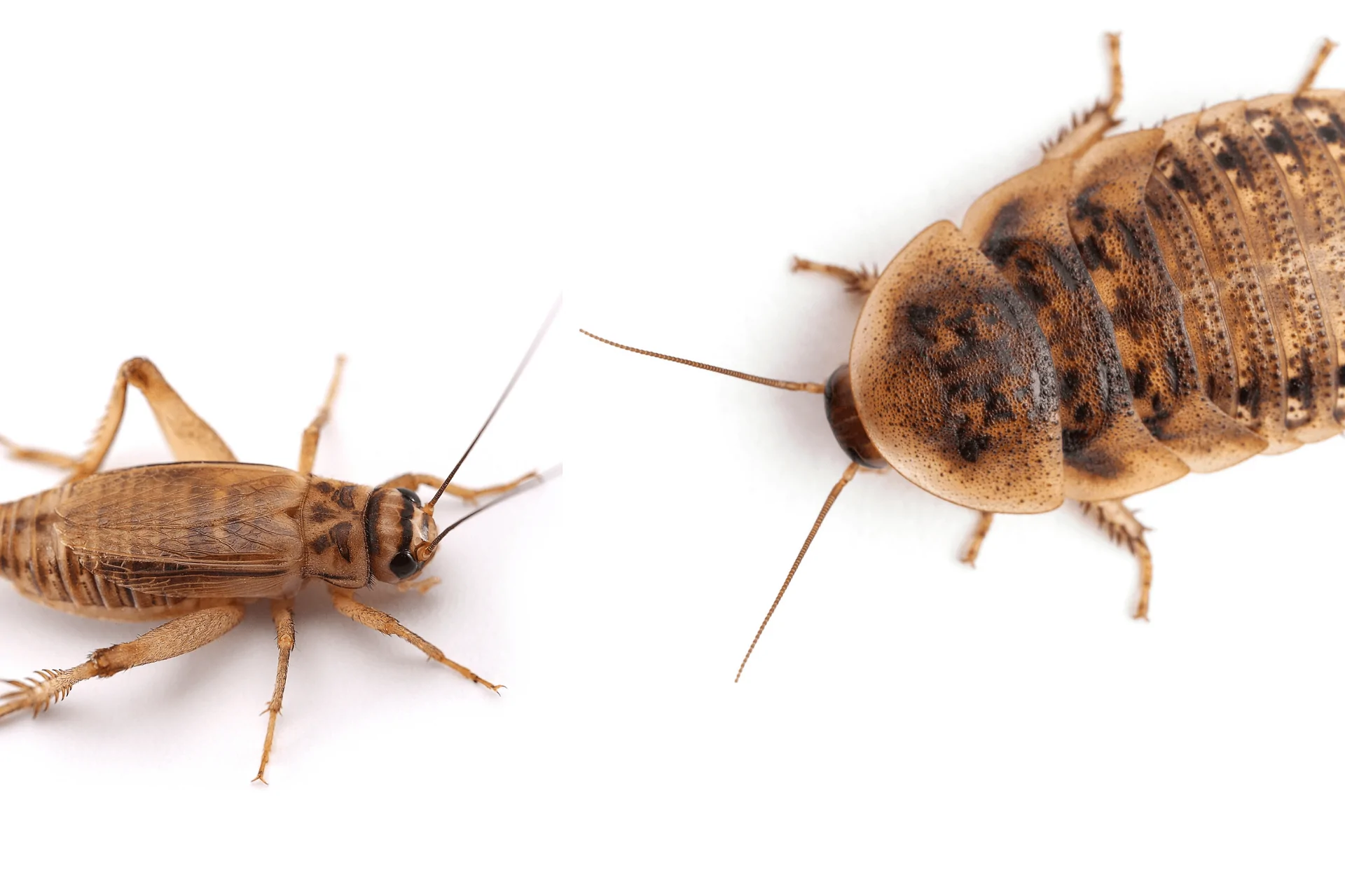 Crickets Vs Cockroaches: Top 5 Unique Differences - The Cockroach Guide