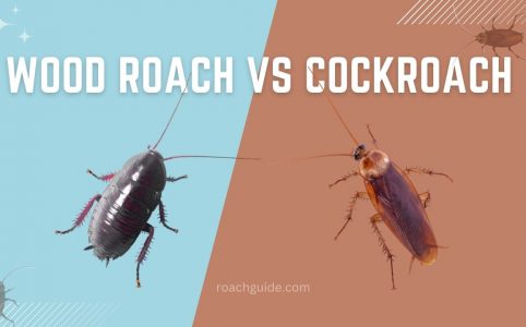 wood roach vs cockroach