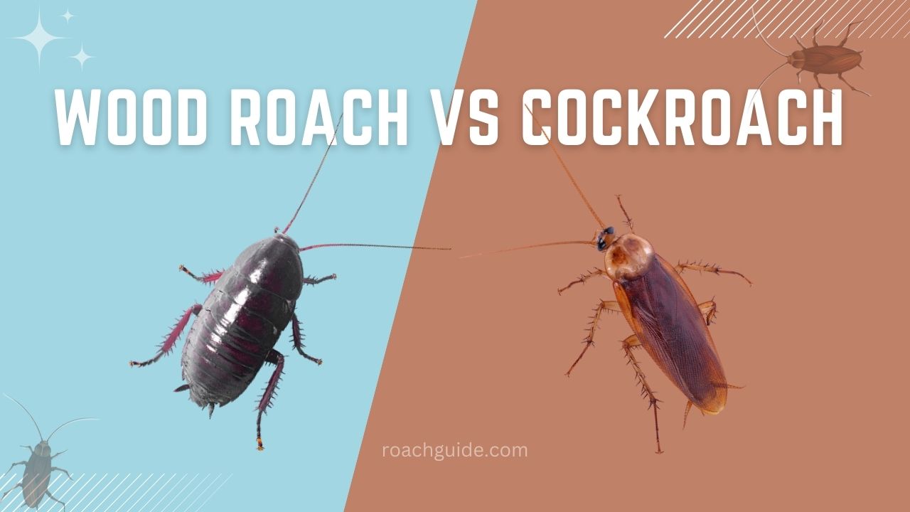 Interesting 2+ Facts Wood Roach vs Cockroaches The Cockroach Guide