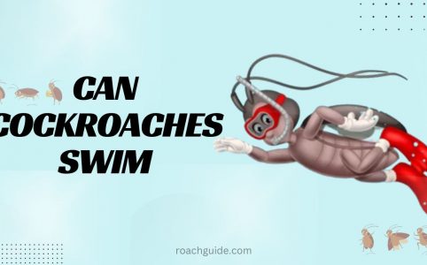 Can cockroaches swim