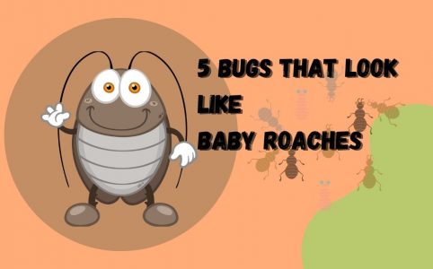 baby roaches
