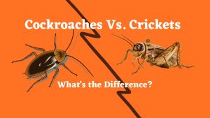 Cockroaches Vs. Crickets - 8 Amazing Differences - The Cockroach Guide