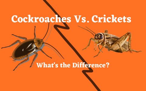 cockroaches vs. crickets
