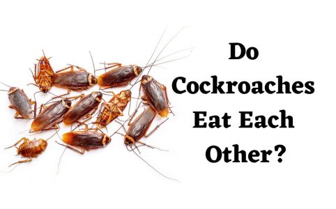 Do Cockroaches Eat Each Other?