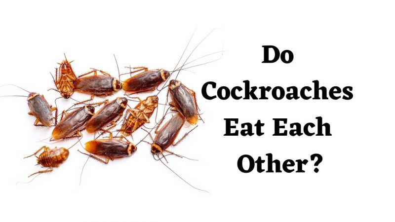 Do Cockroaches Eat Each Other?