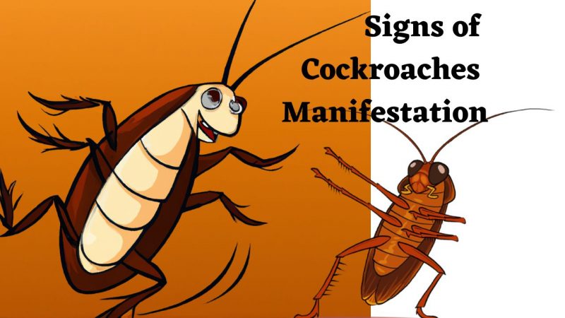 Signs of Cockroaches Manifestation