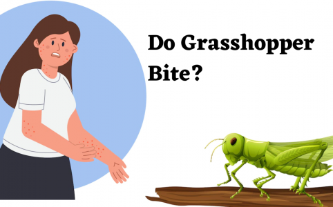 do grasshopper bite