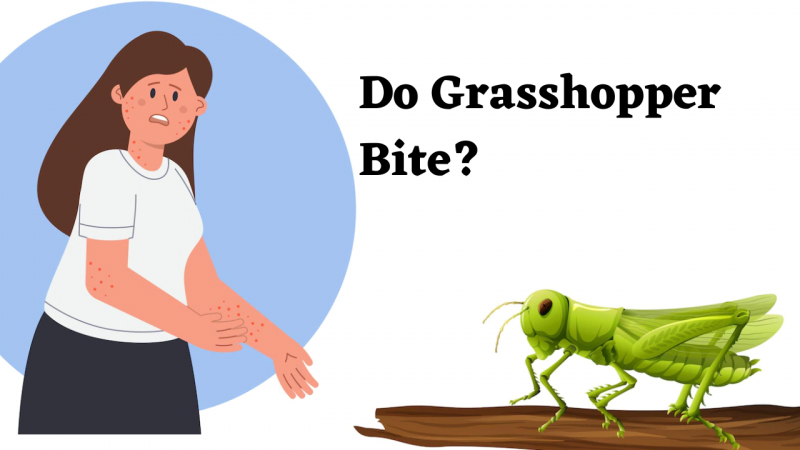 do grasshopper bite