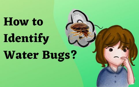 how to identify water bugs