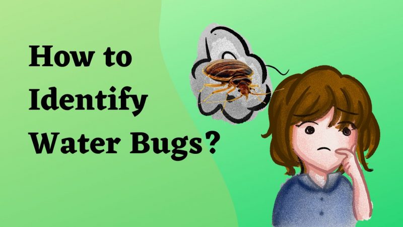 how to identify water bugs