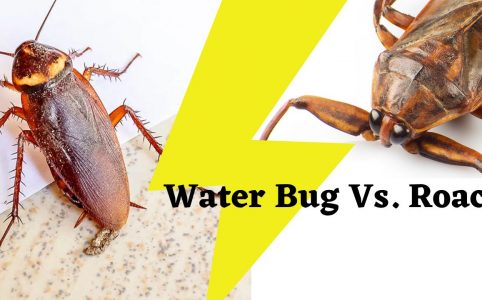 Water Bug Vs. Roach