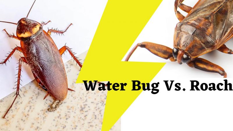 Water Bug Vs. Roach