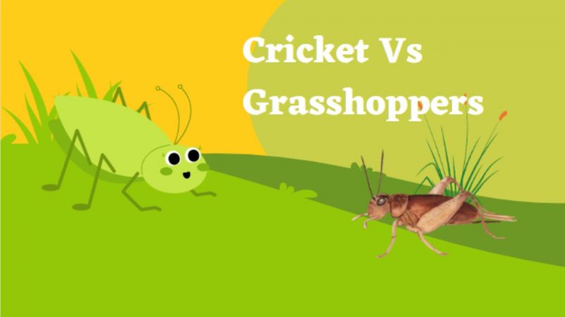 cricket vs grasshopper