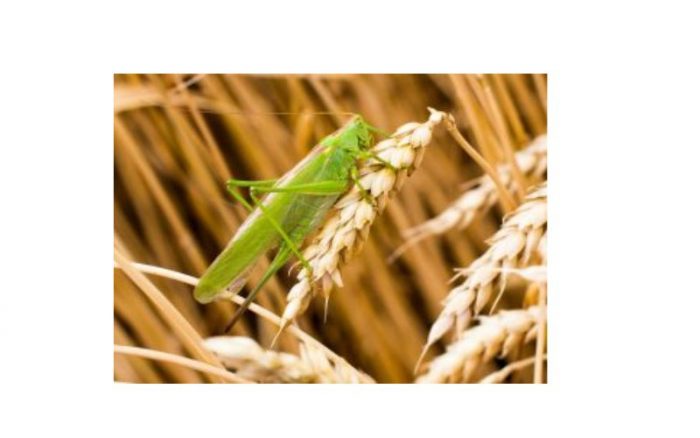 cricket vs. grasshoppers