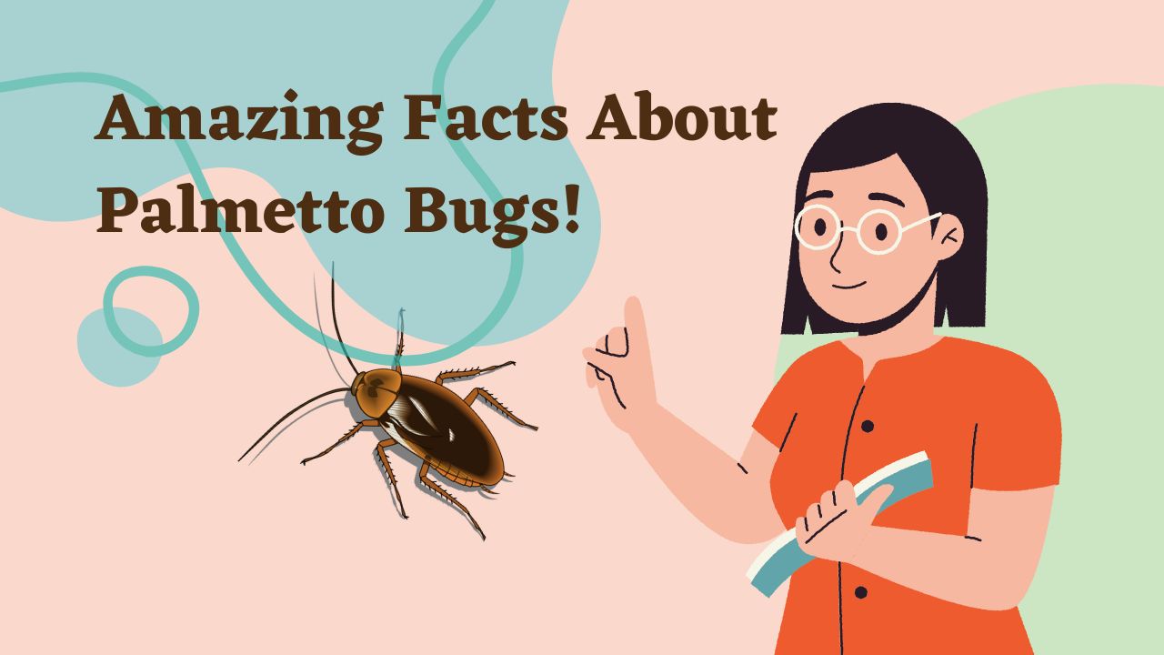 Amazing Facts About Palmetto Bugs The Cockroach Guide