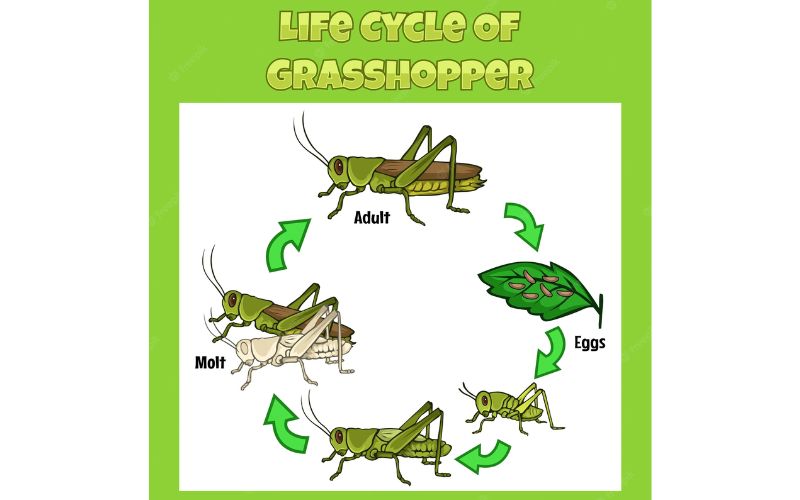 Grasshopper Life Cycle Amazing Facts The Cockroach Guide 6496