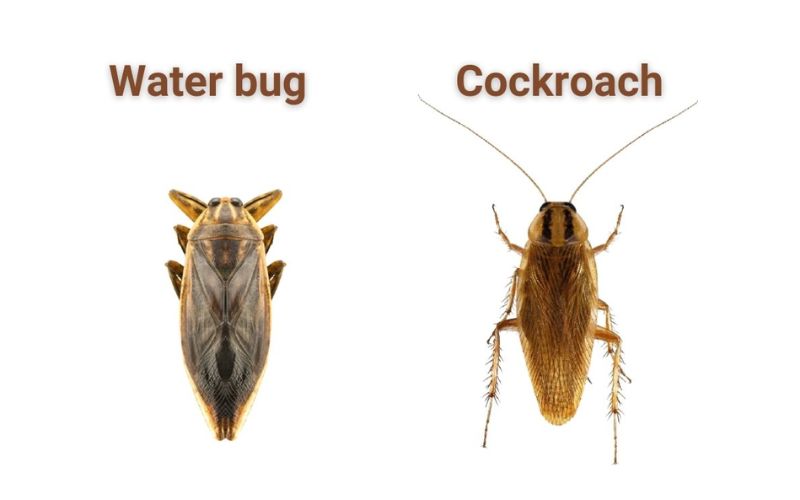 Water Bug Vs. Roach - The Cockroach Guide