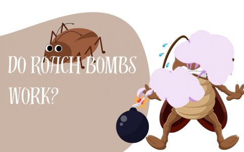 Do Roach Bombs Work