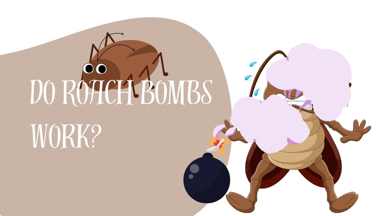 Do Roach Bombs Work? The Cockroach Guide