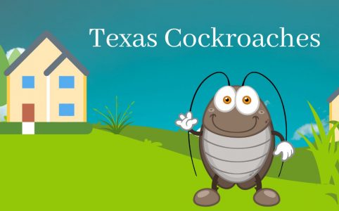 Texas Cockroaches