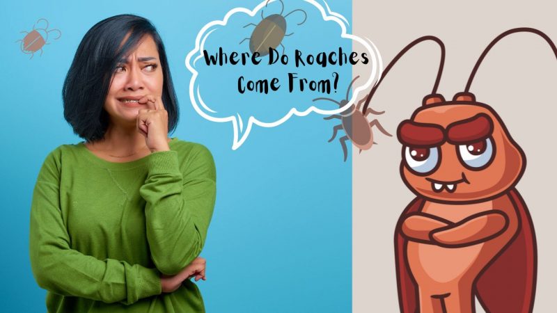 Where Do Roaches Come From?