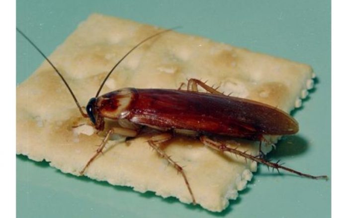 american texas cockroach
